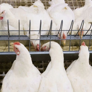 El nuevo sistema de alimentación de cadena preciso con garantía de 2 años ayuda a que las bandadas de pollos crezcan vigorosamente preferidas para la avicultura - Product Image 2