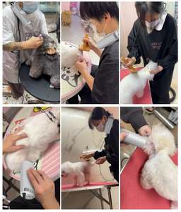 Sèche-cheveux pour chien en plastique écologique, machine à souffler de l'eau électrique avec conception mains libres à suspendre au cou - Product Image 2