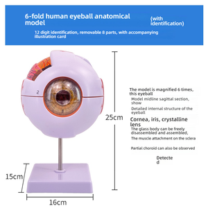 Modelo de Ojo Humano Desmontable para Enseñanza Médica, Simulación de Ojo <span class=keywords><strong>Infantil</strong></span> con Aumento de 6x, Estructura Anatómica - Product Image 6