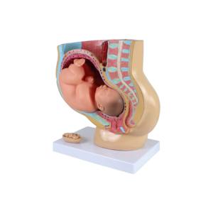 Vrouwelijk Bekken <span class=keywords><strong>Model</strong></span> 4 Delen Vrouwelijk Sagittale Zwangerschap Anatomiemodel Voor Medische Wetenschappelijke Training - Product Image 3
