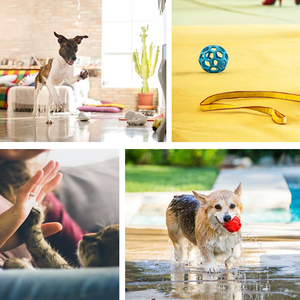 Portátil para juguete de coqueteo de gatos y perros Poste telescópico de acero inoxidable fácil de usar - Product Image 6