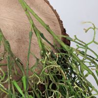 Fougère persane artificielle en plastique, plante murale suspendue, 100 cm de hauteur, utilisation intérieure/extérieure, décoration intérieure, plantes artificielles, Thanksgiving