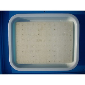 <span class=keywords><strong>Bac</strong></span> à semis hydroponique double couche <span class=keywords><strong>pour</strong></span> graines de légumes, fleurs, pousses de haricots et plantes vertes avec plateau d'eau - Product Image 1