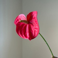Rangkaian Bunga Anthurium Palsu Warna Hijau Muda Putih M101, Dekorasi Meja Pernikahan, Bunga Artifisial, Sentuhan Realistis