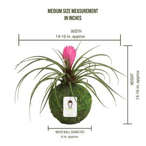 Country-Style Pink Quill Bromeliad Tillandsia Kokedama Kit Moss Ball para uso en el piso y plantas Decoración de jardín - Product Image 6