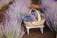 Thé en fleurs de lavande chinoise de qualité alimentaire supérieure pour infusion en vrac, sachets de thé naturel apaisant et parfumé pour la santé