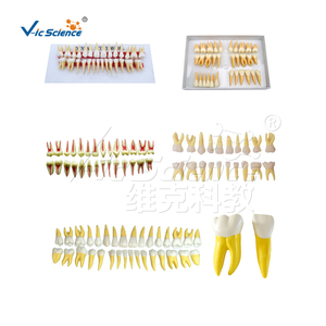Molde de goma de bloque de mordida para educación dental modelo de dientes humanos realistas para Educación de Ciencias Médicas - Product Image 4