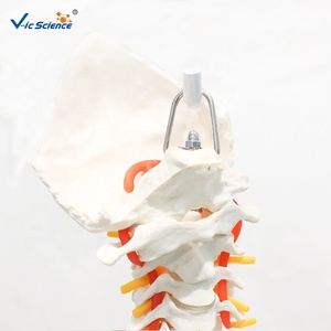 Modèle de <span class=keywords><strong>squelette</strong></span> humain en PVC grandeur nature pour l'enseignement des sciences médicales et la formation en anatomie - Product Image 3