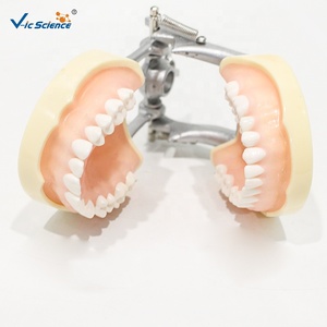 Modèle dentaire standard, modèle de mâchoire à dents permanentes pour l'enseignement médical buccal CE/ISO/ROHS/CNAS - Product Image 2