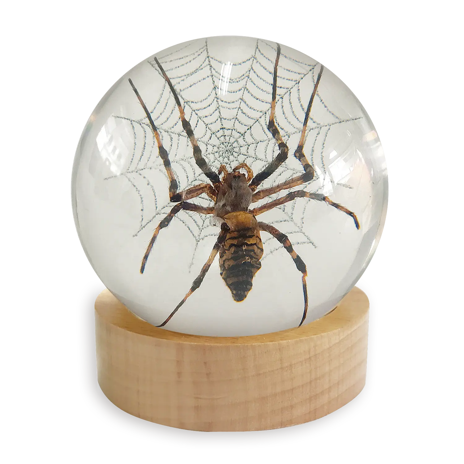 Resina epoxi transparente para decoración del hogar, todo tipo de artesanías, insectos en resina, con espécimen real integrado en