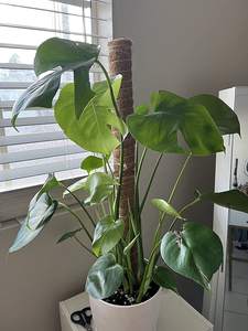 CZDMT Brand <strong>Coco</strong> Coir Pole and <strong>Sticks</strong> for Climbing Plant Support Natural Color Size 12" to 47" Home &amp; Outdoor Use - Product Image 5