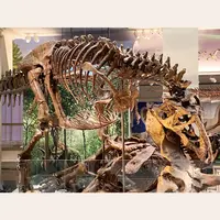 פיברגלס Trex שלד מאובנים דינוזאור עצם מאובנים עבור מוזיאון תצוגה