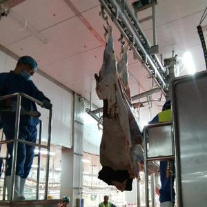 Équipement d'<span class=keywords><strong>abattoir</strong></span> pour moutons avec système de rail pour carcasses, contrôle de l'hygiène - Product Image 4