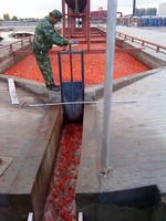 Tomaatensausmachine, tomatenketchup verwerkingslijn, tomatenverwerkingsmachine, te koop.
