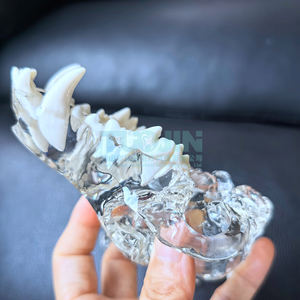 Şeffaf köpek diş hayvanlar Oral diş çene modeli reçine kafatası diş anatomik veteriner eğitim anatomi mankeni - Product Image 2