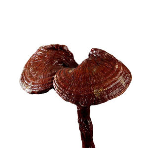 유기농 야생 적색 영지버섯 천연 건조 허브차 슬라이스 - Product Image 5