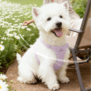 <span class=keywords><strong>Harnais</strong></span> pour animaux de compagnie à imprimé marguerite, doux, avec boucle réglable pour les promenades quotidiennes et les jeux en plein air - Product Image 2