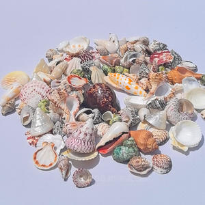 Concha Natural de 2-8cm, estrella de mar, pez para paisajismo, <span class=keywords><strong>cangrejo</strong></span> ermitaño pulido, botella de mensaje de repuesto de carcasa táctil <span class=keywords><strong>Real</strong></span> - Product Image 4