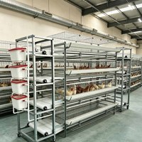 Cages à poules pondeuses automatiques de type H pour élevages modernes