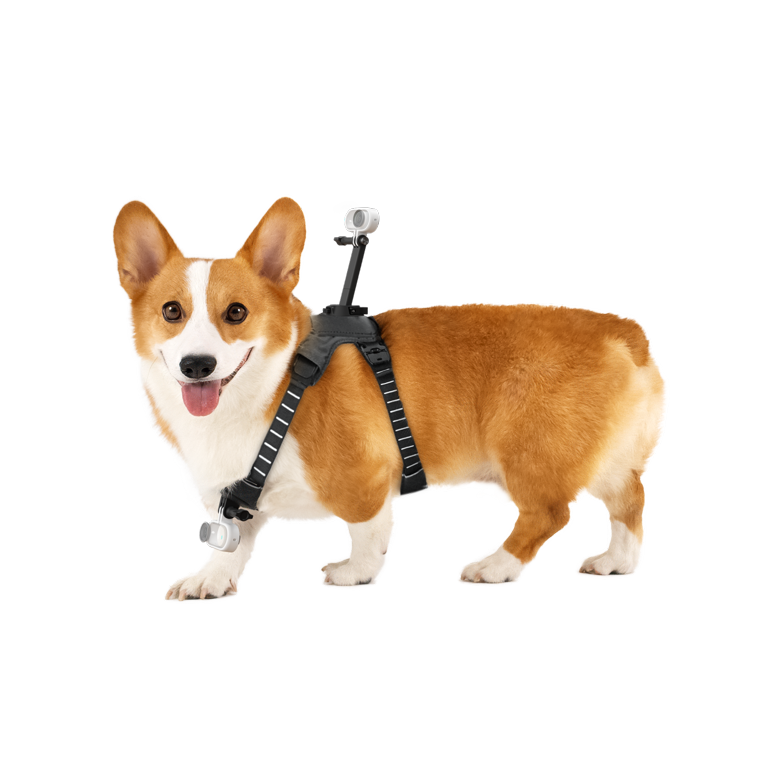 Support de harnais pour animaux de compagnie taille M