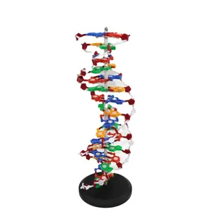 DNA-Modell Biologie pädagogisches anatomisches plastisches DNA-Struktur modell medizinisches Modell
