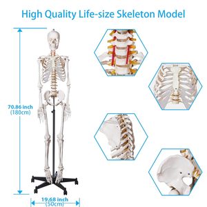 <span class=keywords><strong>Squelette</strong></span> humain grandeur nature <span class=keywords><strong>de</strong></span> 180 cm, enseignement médical et scientifique, formation, anatomie, PVC, plastique, Boneo Anatomico CE/ISO - Product Image 2