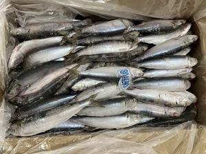 <span class=keywords><strong>Sardinas</strong></span> Enteras Congeladas, <span class=keywords><strong>de</strong></span> Pesca Ligera, al Mejor <span class=keywords><strong>Precio</strong></span>, para el Mercado, <span class=keywords><strong>Sardinas</strong></span> Congeladas BQF, 80-90 Unidades - Product Image 2