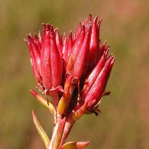 Alta Qualidade Orgânica <span class=keywords><strong>Rhodiola</strong></span> <span class=keywords><strong>Rosea</strong></span> Extrato Em Pó <span class=keywords><strong>Rhodiola</strong></span> <span class=keywords><strong>Rosea</strong></span> Extrato Em Pó <span class=keywords><strong>Rhodiola</strong></span> Extrato Em Pó - Product Image 3