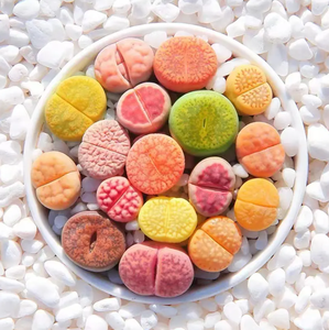 ขายส่ง <span class=keywords><strong>Lithops</strong></span> หม้อเซรามิกหม้อแผนธรรมชาติมินิ <span class=keywords><strong>lithops</strong></span> หม้อดอกไม้พืชในร่ม - Product Image 4