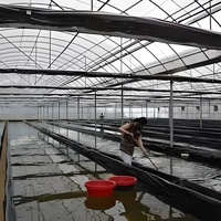Serre tunnel en film pour élevage avicole, bovins et caprins avec système d'isolation et de refroidissement