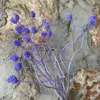Großhandel für Heim- und Restaurantdekoration: Natürliche, konservierte Zwiebelkugel-Blume für Valentinstag und Muttertag