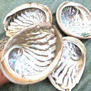 16-18Cm Ukuran Besar Kerang Grosir Baku Alami Dibersihkan Abalone Shell Laut untuk Dekorasi Rumah Saham