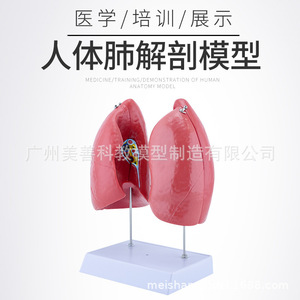 Modèle de poumon, modèle d'anatomie du poumon humain, structure du système respiratoire du bronchus pulmonaire, modèle d'aide pédagogique médicale - Product Image 3