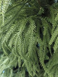 شجرة عيد الميلاد عالية الجودة بطول 6 أقدام من أوراق السرو، صديقة للبيئة مع قاعدة مخصصة للديكورات الاحتفالية - Product Image 4