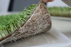 100% <span class=keywords><strong>Feutre</strong></span> de jute biodégradable pour l'agriculture - Product Image 5