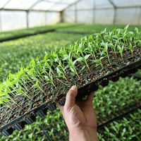 Plateau de semis en plastique PS à 288 cellules, plateau de semis agricole, plateau de semis pour serre, pots de culture pour plantes