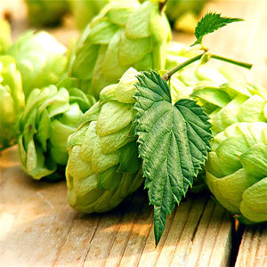 GMPKosher天然フロスフムリルプリエキスホップエキスフムルスルプルスエキス - Product Image 3