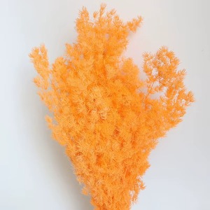 Helecho Ming de Espárragos Secos <span class=keywords><strong>Naturales</strong></span> Preservados, Venta al por Mayor, Colores Surtidos, Material Floral Esponjoso para DIY, Decoración para Bodas, Hogar y Fiestas - Product Image 5