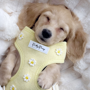 No Escape Materiales reciclados Collar de cachorro de lujo Kit de mascotas Sin tirar Ajustable Venta al por mayor Collar de correa para perro y conjunto de arnés - Product Image 1