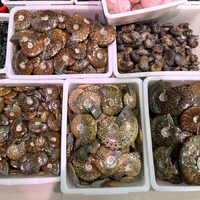 Fósiles de Amonita de Cristal Mineral Natural al por Mayor, Espécimen de Concha Fósil, Piedra Sanadora, Artesanía y Decoración