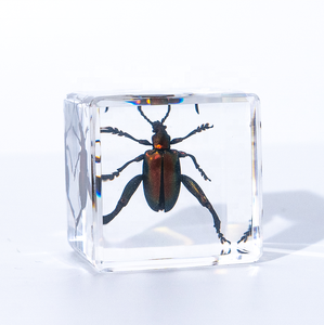 Cubo in resina trasparente con insetto incastonato, ornamento di scarabeo sorprendente, altri risorse didattiche - Product Image 6