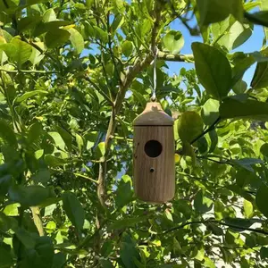 Nhà chim ruồi bằng gỗ mới, bên ngoài treo đu Chim Ruồi làm tổ cho wren nuốt Chim Sẻ Chim Ruồi Finch