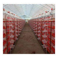 Nouveaux modèles de cages commerciales pour cailles en plastique de type H à 6 niveaux / Équipement pour cages à cailles pour fermes de cailles en Russie