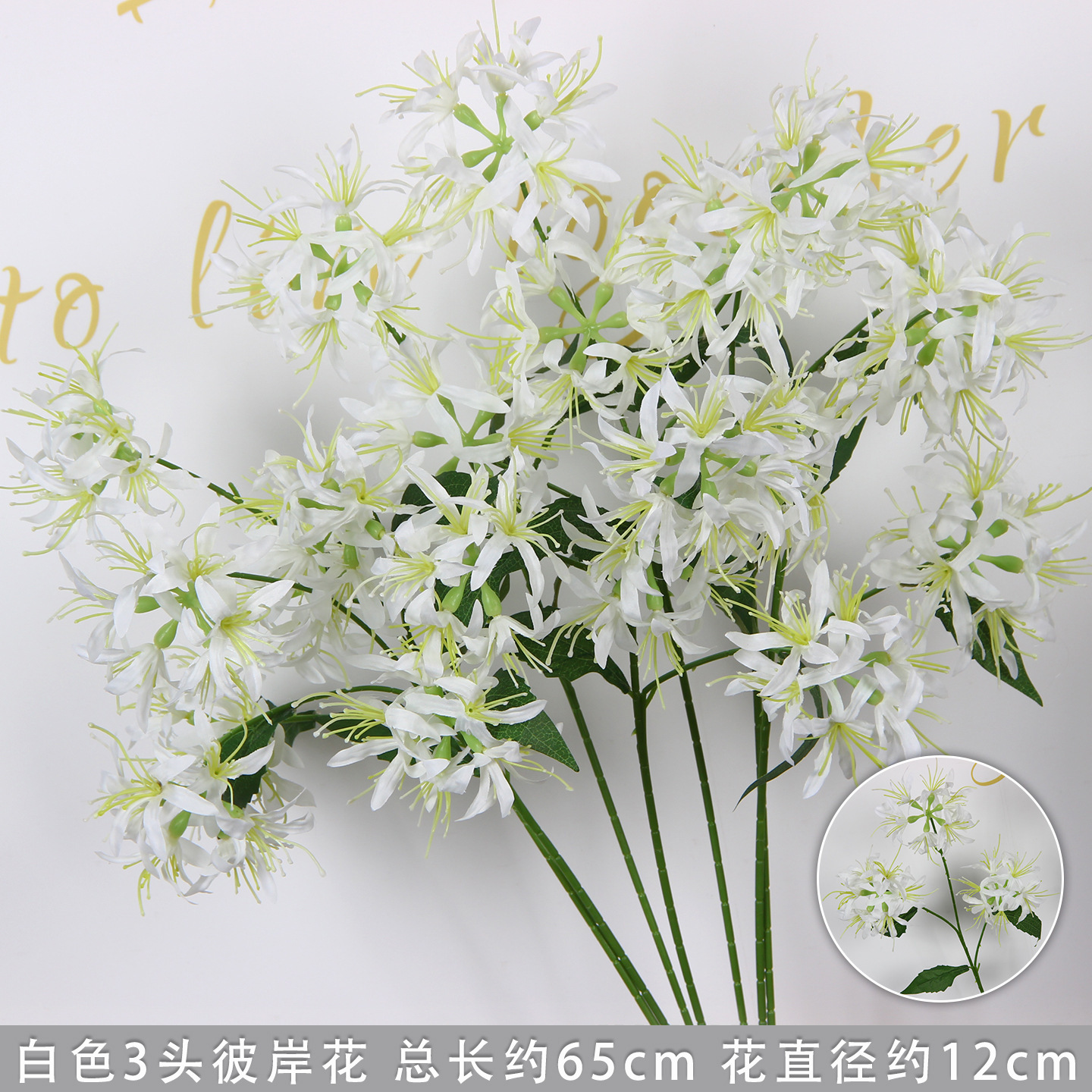 White three-headed spider lily branch