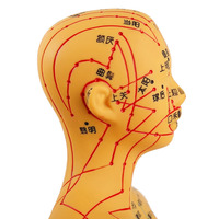 Modèle d'entraînement à l'acupuncture chinoise, mannequin d'exercice d'acupuncture médicale avec muscles
