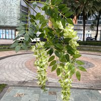 Guirlande longue de fleurs de glycine artificielles en tissu de soie, fabriquée à la main, respectueuse de l'environnement, pour décoration murale, Fête des Mères