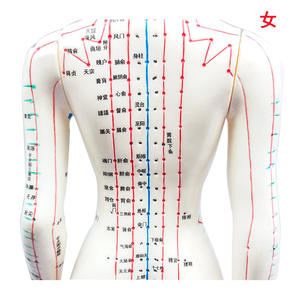 Modelo de Acupuntura Femenina de Alta Definición de 50 cm con Meridianos y Puntos para Masajes de Salud y Uso Antiescolico - Product Image 1