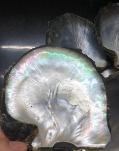<span class=keywords><strong>Grossiste</strong></span> <span class=keywords><strong>de</strong></span> Wuzhou pierres précieuses brutes <span class=keywords><strong>de</strong></span> forme irrégulière couleur noire vadrouille pierres précieuses naturelles <span class=keywords><strong>perles</strong></span> <span class=keywords><strong>de</strong></span> nacre en vrac <span class=keywords><strong>perles</strong></span> <span class=keywords><strong>de</strong></span> coquillage - Product Image 4