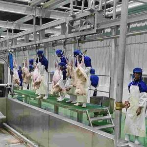 Chaîne de production automatisée avancée pour l'abattage de chèvres – Équipement d'abattoir en acier pour la transformation de viande halal - Product Image 3
