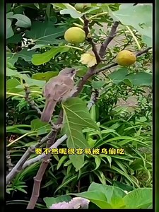 Dùng Một Lần Vườn Lưới Cho Cây Ăn Quả Và Rau Quả Bìa Bảo Vệ Túi Lưới Cho Nho Ổi Ngày Cây Túi - Product Image 6